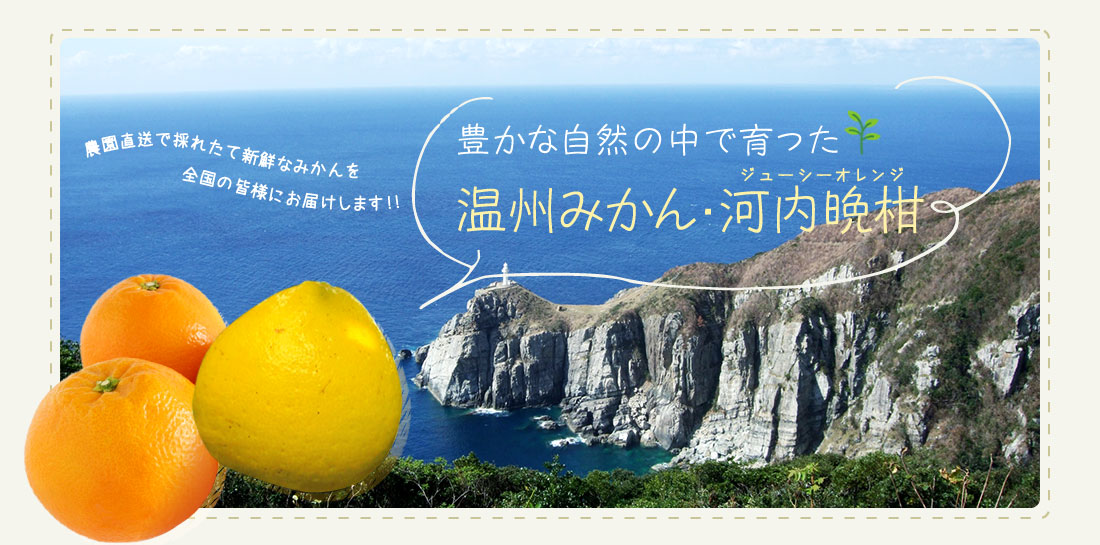 豊かな自然の中で育った温州みかん・河内晩柑